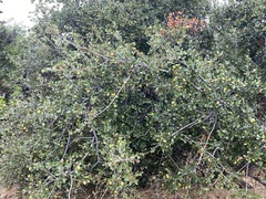 Quercus berberidifolia