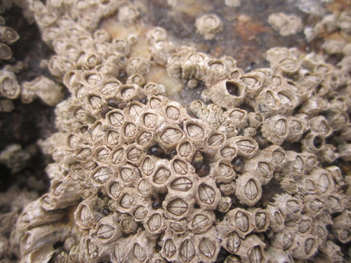 Melarhaphe neritoides