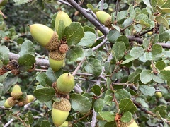 Quercus berberidifolia