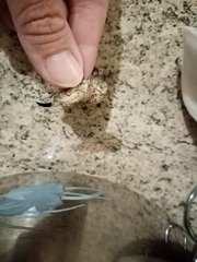 Platycleis escalerai