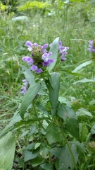 Prunella vulgaris lanceolata
