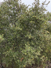 Quercus berberidifolia