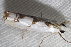 Microcrambus copelandi