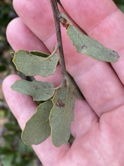 Quercus berberidifolia