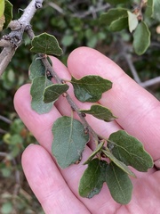 Quercus berberidifolia