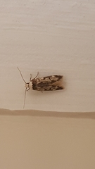 Endrosis sarcitrella