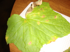 Pseudoperonospora cubensis