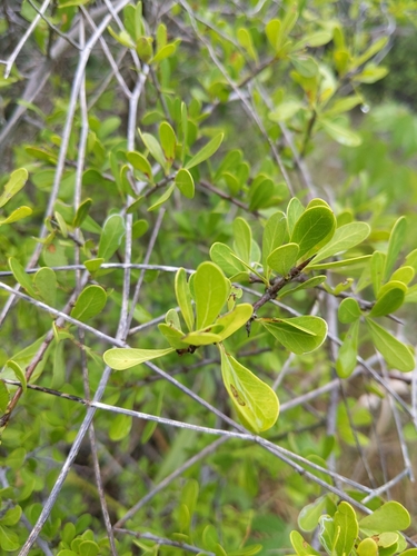 Sapotaceae image