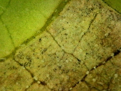 Pseudoperonospora cubensis