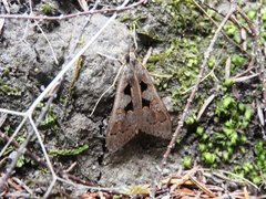 Mecyna asinalis