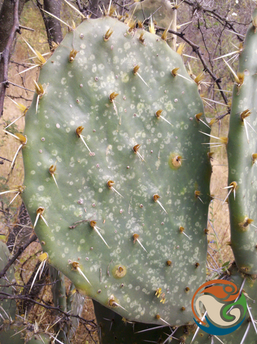 Opuntia velutina, photograph 3