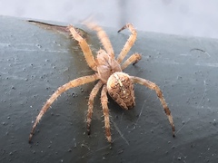 Araneus diadematus
