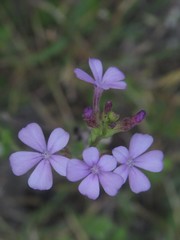 Buchnera floridana image