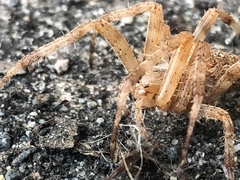 Araneus diadematus