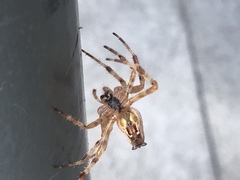 Araneus diadematus