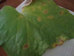 Pseudoperonospora cubensis