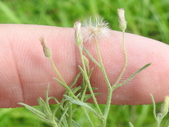 Erigeron divaricatus