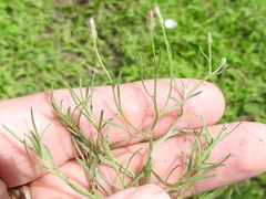 Erigeron divaricatus
