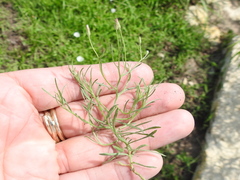 Erigeron divaricatus