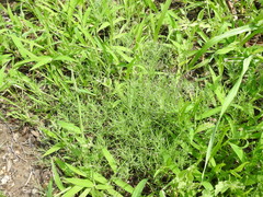 Erigeron divaricatus