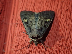 Adelphagrotis indeterminata