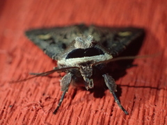 Adelphagrotis indeterminata