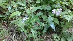 Penstemon serrulatus