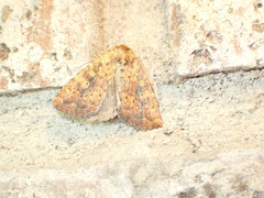 Perigea