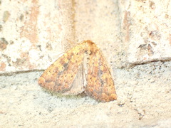 Perigea