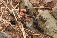 Camponotus atrox
