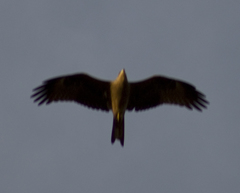 Milvus migrans affinis