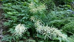 Aruncus dioicus acuminatus