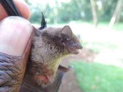 Nycticeinops crassulus