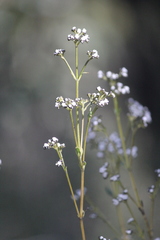 Logania recurva