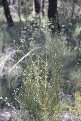 Logania recurva