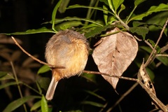 Colluricincla boweri