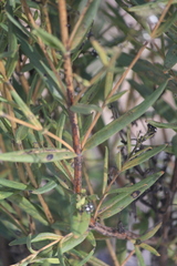 Logania recurva