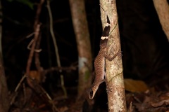 Carphodactylus laevis