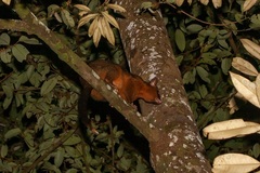 Trichosurus johnstonii