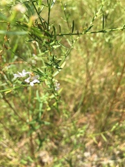Lythrum lineare
