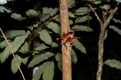 Penalva flavocalceata