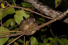 Pseudochirops archeri