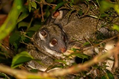 Pseudochirops archeri