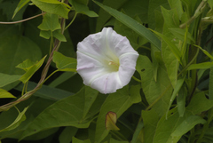 Calystegia sepium sepium