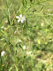 Lythrum lineare
