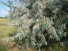 Elaeagnus angustifolia
