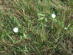 Convolvulus arvensis