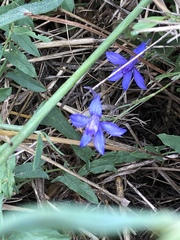 Delphinium consolida