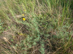 Medicago falcata