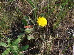 Taraxacum officinale